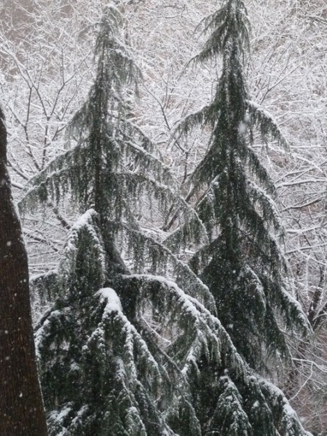 Snow-covered conifers in Washington Square Park.