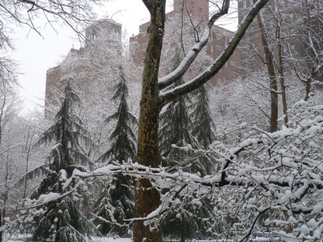 Snow-covered trees in Washington Square Park.