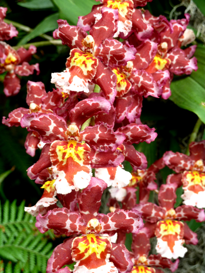 New York Botanical Garden, Orchid Show, Bronx, flowers, Spring, annual