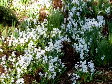 Shakespeare Garden, Central Park, white, flowers