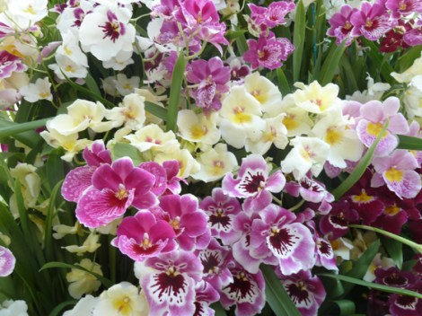 New York Botanical Garden, Orchid Show, Bronx, flowers, Spring, annual