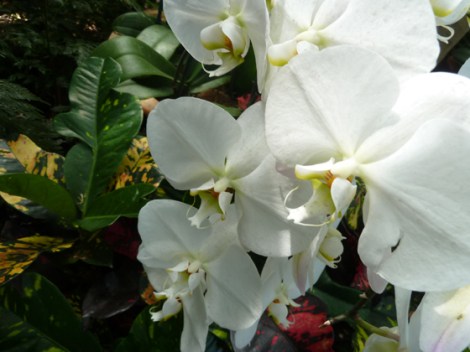 New York Botanical Garden, Orchid Show, Bronx, flowers, Spring, annual