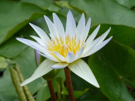 New York Botanical Garden, Enid A. Haupt Conservatory, lilies 