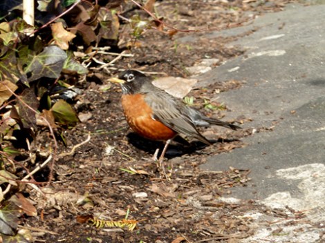 robin redbreast, Shakespeare Garden, Central Park
