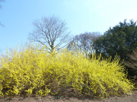 New York Botanical Garden, forsythia