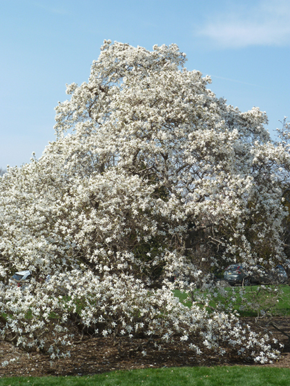 New York Botanical Garden, Magnolia Way, Magnolia trees