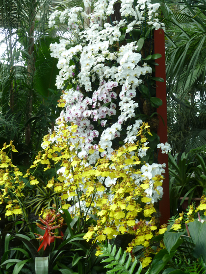 New York Botanical Garden, Orchid Show, Bronx, flowers, Spring, annual