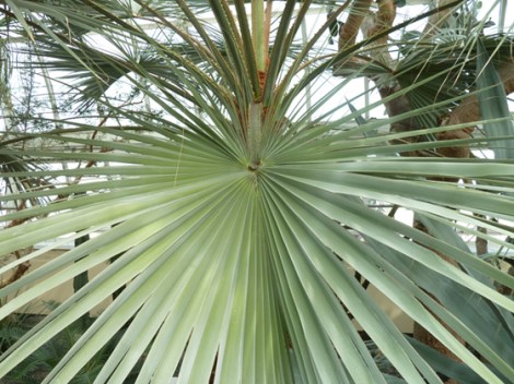 palm court, Enid A. Haupt Conservatory, green, Palm Sunday