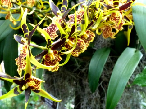 New York Botanical Garden, Orchid Show, Bronx, flowers, Spring, annual
