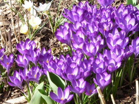 Central Park, Shakespeare Garden, Crocuses, Blue