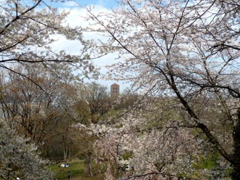 Fort Tryon Park, Hudson River, Manhattan, The Cloisters, Flowering Trees, Metropolitan Museum of Art