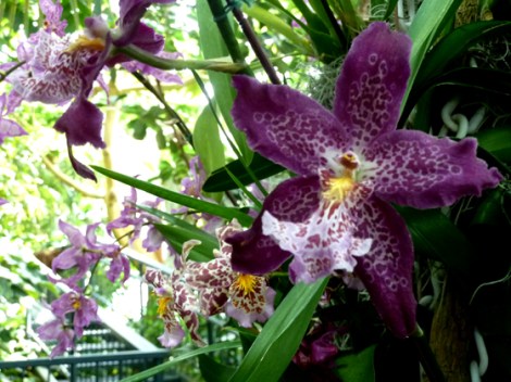 New York Botanical Garden, Orchid Show, Bronx, flowers, Spring, annual