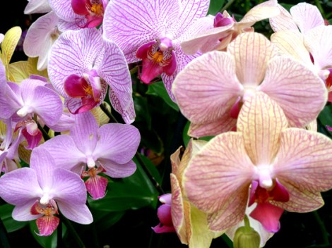 New York Botanical Garden, Orchid Show, Bronx, flowers, Spring, annual