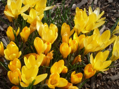 Central Park, Shakespeare Garden, Crocuses, Yellow