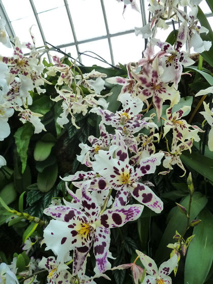 New York Botanical Garden, Orchid Show, Bronx, flowers, Spring, annual