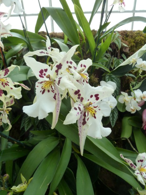 New York Botanical Garden, Orchid Show, Bronx, flowers, Spring, annual