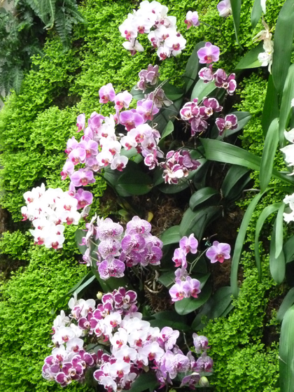 New York Botanical Garden, Orchid Show, Bronx, flowers, Spring, annual