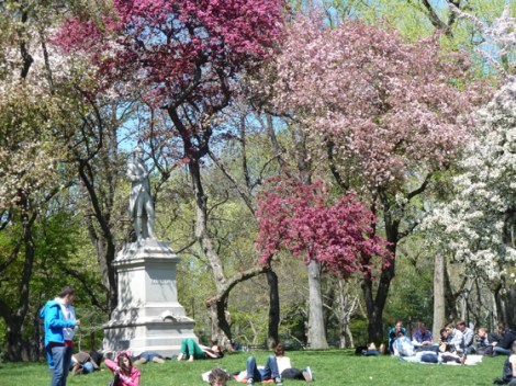 Central Park, Alexander Hamilton, cherry trees, Metropolitan Museum of Art, Spring