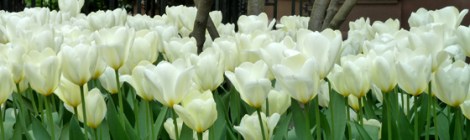 Tulips, Flower, Spring, Sidewalks, New York