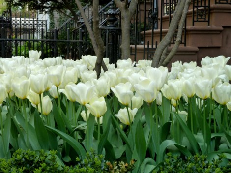 Tulips, Flower, Spring, Sidewalks, New York