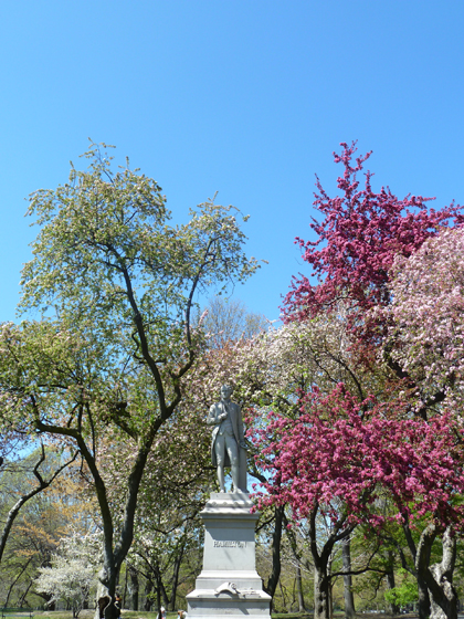 Central Park, Alexander Hamilton, cherry trees, Metropolitan Museum of Art, Spring