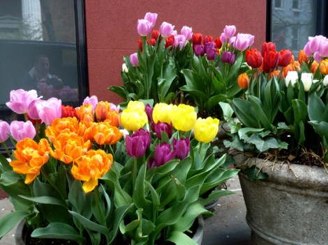Tulips, Flower, Spring, Sidewalks, New York