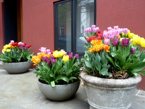 Tulips, Flower, Spring, Sidewalks, New York