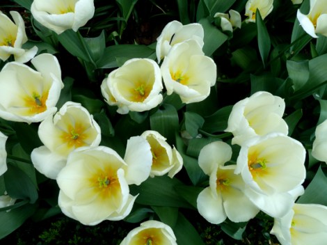 Tulips, Flower, Spring, Sidewalks, New York