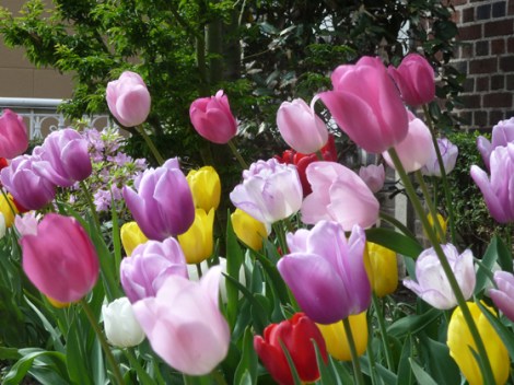 Tulips, Flower, Spring, Sidewalks, New York
