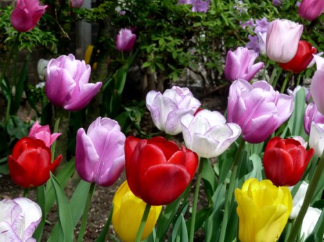 Tulips, Flower, Spring, Sidewalks, New York