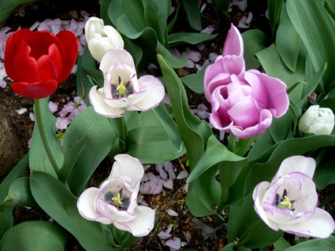 Tulips, Flower, Spring, Sidewalks, New York