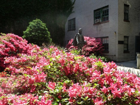 Azalea, Flowers, Green-Wood Cemetery, Cervantes, St Luke’s In-The-Field