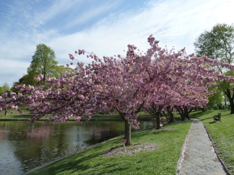 Green-Wood Cemetery, a National Historic Landmark, Brooklyn, Kwanzan cherry tree blossoms, guided tours, trolley tours