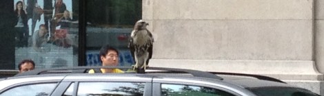 Peregrine Falcon, hawk, New York University, Elmer Holms Bobst Library, Fifth Avenue
