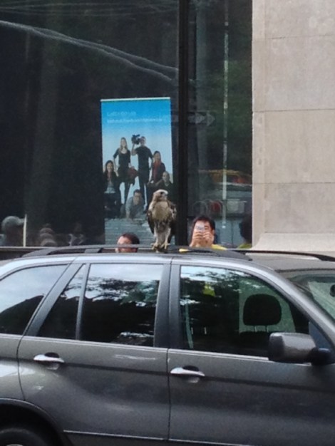 Peregrine Falcon, hawk, New York University, Elmer Holms Bobst Library, Fifth Avenue