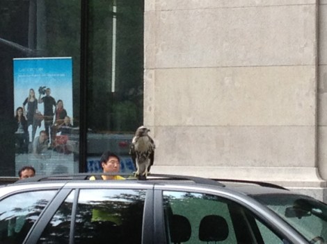 Peregrine Falcon, hawk, New York University, Elmer Holms Bobst Library, Fifth Avenue