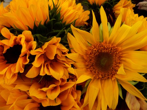 Autumn, Fall, Farmers Market, Union Square, Five Squares and a Circle Tour, Pumpkins, Gourds, Sunflowers, Mums, Autumn Equinox, e.e. cummings, Henry David Thoreau, George Eliot