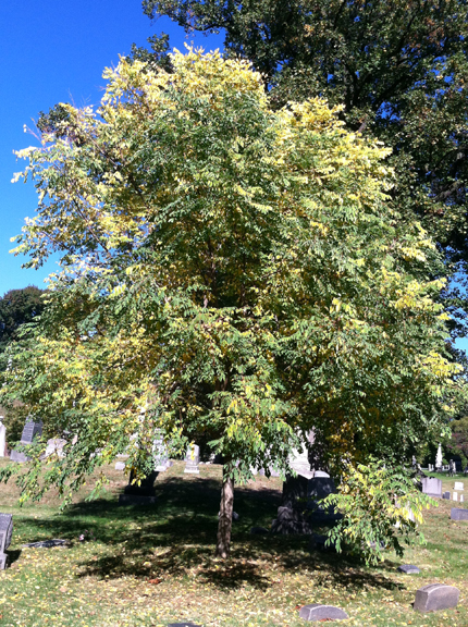 Gay Graves Tour, Green-Wood Cemetery, Brooklyn, Autumn, Fall, Acorns, Blue Sky, Cloudless Sky