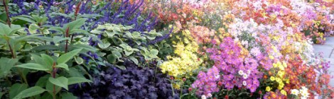 Central Park, Conservatory Garden, Fifth Avenue, Chrysanthemums, French Garden, English Garden, Three Dancing Maidens, The Secret Garden, Frederick Law Olmsted