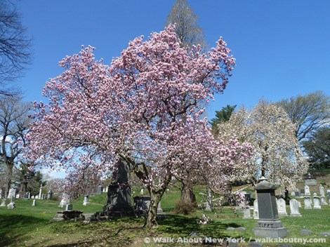 Magnolias, Green-Wood Cemetery, Brooklyn, Cemetery, Trees, Gravestone, Gay Graves Tour