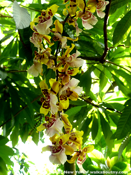 Orchid Show, New York Botanical Gardens, April, Annual, the Bronx, New York, Walk About New York