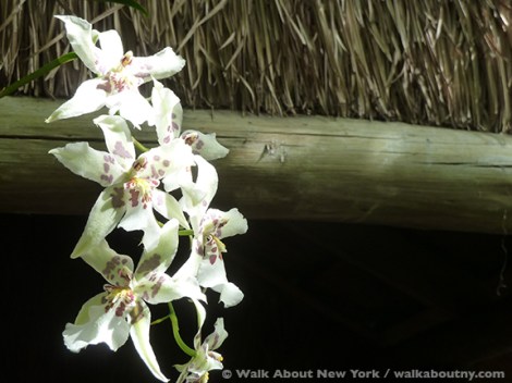Orchid Show, New York Botanical Gardens, April, Annual, the Bronx, New York, Walk About New York