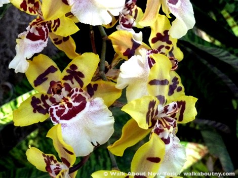 Orchid Show, New York Botanical Gardens, April, Annual, the Bronx, New York, Walk About New York