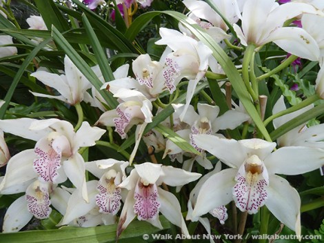 Orchid Show, New York Botanical Gardens, April, Annual, the Bronx, New York, Walk About New York