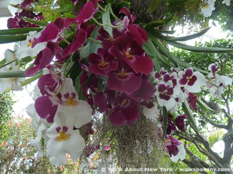 Orchid Show, New York Botanical Gardens, April, Annual, the Bronx, New York, Walk About New York