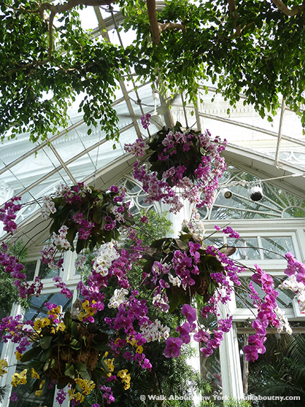 Orchid Show, New York Botanical Gardens, April, Annual, the Bronx, New York, Walk About New York