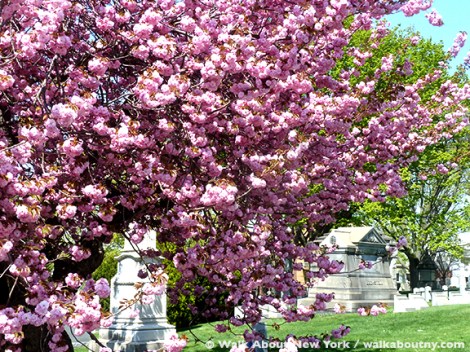 Gay Graves Tour, Green-Wood Cemetery, Kwanzan Cherry Tree, Blooms, Blossoms, Pink, Showy, Cemetery, Cherry Tree, Spring