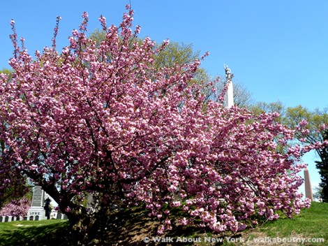 Gay Graves Tour, Green-Wood Cemetery, Kwanzan Cherry Tree, Blooms, Blossoms, Pink, Showy, Cemetery, Cherry Tree, Spring
