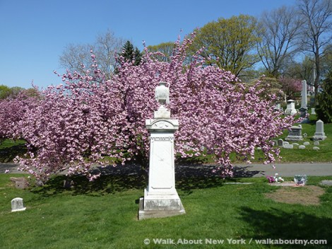 Gay Graves Tour, Green-Wood Cemetery, Kwanzan Cherry Tree, Blooms, Blossoms, Pink, Showy, Cemetery, Cherry Tree, Spring