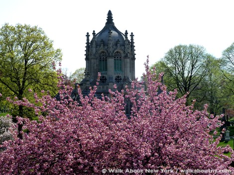 Gay Graves Tour, Green-Wood Cemetery, Kwanzan Cherry Tree, Blooms, Blossoms, Pink, Showy, Cemetery, Cherry Tree, Spring